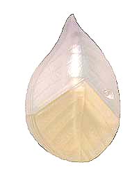 kʭ-l.jpg (6634 bytes)